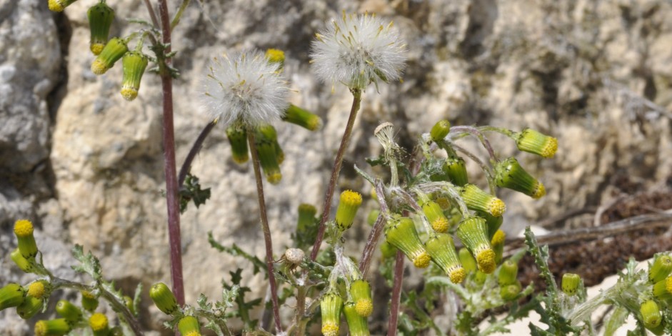 Senecio vulgaris