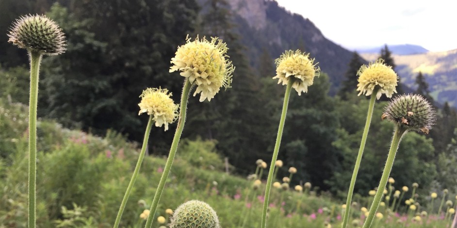 Cephalaria alpina