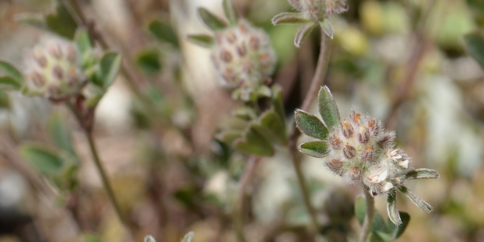 Trifolium saxatile