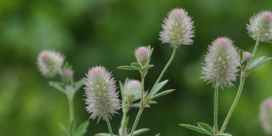 Trifolium arvense