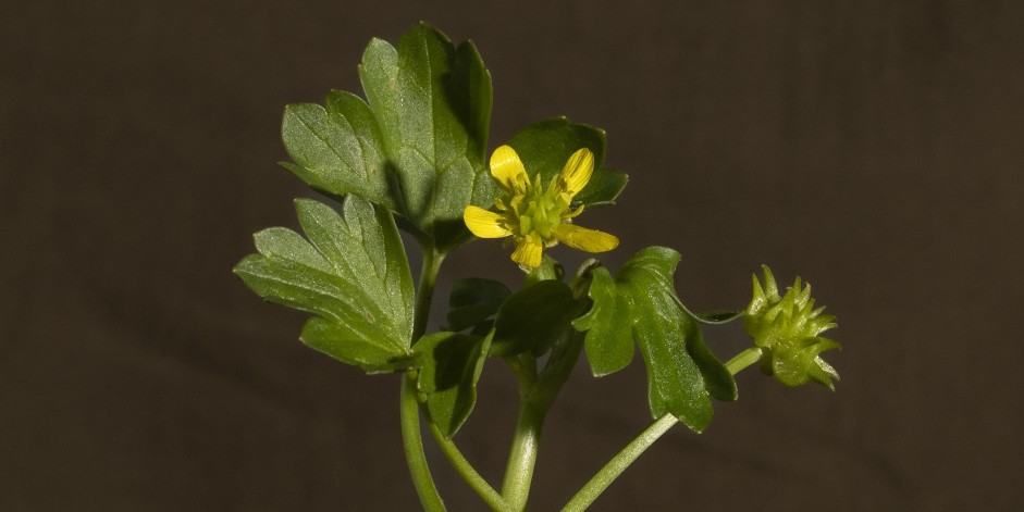 Ranunculus muricatus