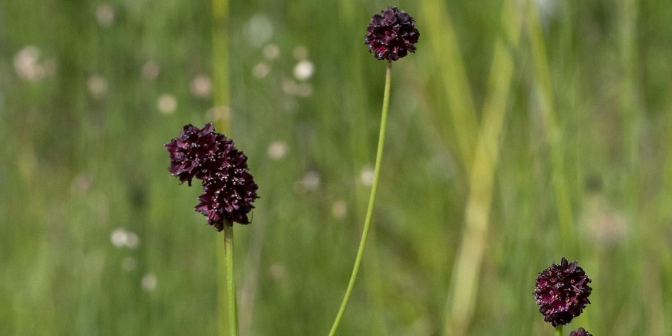 Sanguisorba officinalis